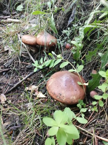 Suillus luteus